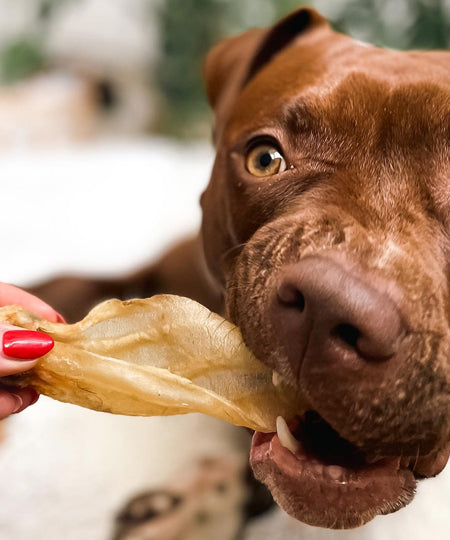     PAUL-PAULINA-friandise-mastication-naturelles-chien-oreilles-agneau