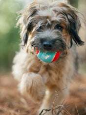     Pet-play-lot-4-balle-tennis-pour-chien