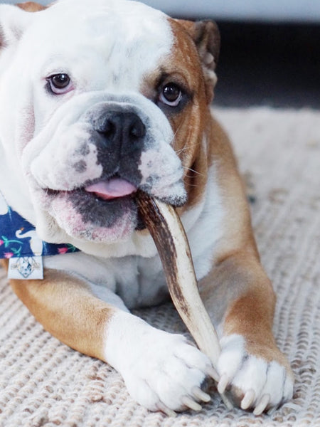     bois-de-cerf-a-macher-pour-chien-inooko