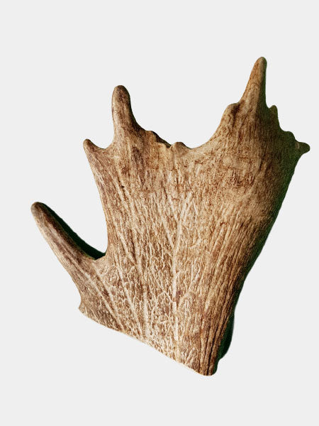Bois de daim à mâcher 100% naturel - Taille M