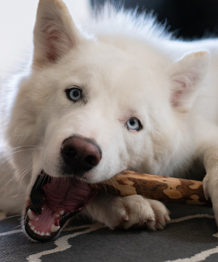    bois-olivier-naturel-a-macher-pour-chien-mastication