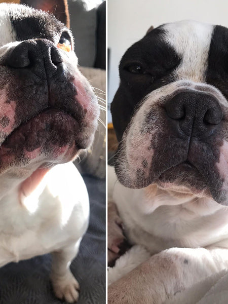    dexter-et-mango-soins-pour-chien-belle-truffe