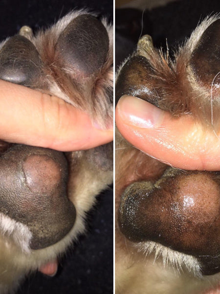    dexter-et-mango-soins-pour-chien-doux-coussinets