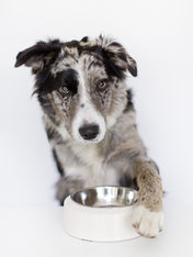 inooko-gamelle-pour-chien