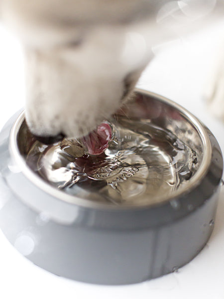 inooko-gamelle-design-pour-chien