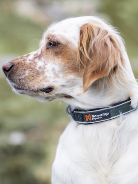     non-stop-dogwear-collier-chien-roam-collar-vert