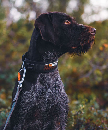    non-stop-dogwear-collier-chien-rock-collar-adjustable