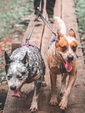     non-stop-dogwear-laisse-double-bungee