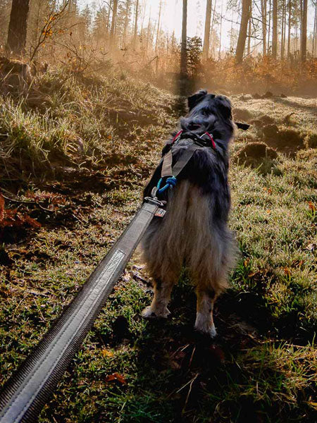     non-stop-dogwear-ligne-chien-laisse-TOURING-BUNGEE
