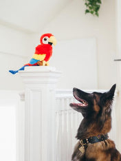 jouet-peluche-pour-chien-Perroquet