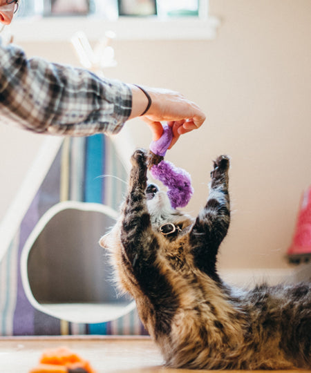 petplay-peluche-ecofriendly-pour-chat-vers-de-terre