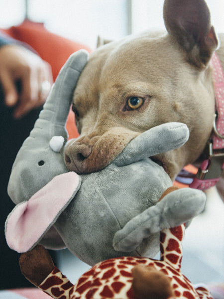 petplay-peluche-ecofriendly-pour-chien-elephant