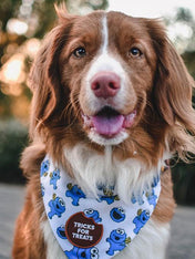     scout_s-honour-patch-thermocollant-pour-chien-tricks-for-treats
