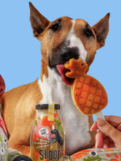       sloofie-smoothie-pour-chien-tropical