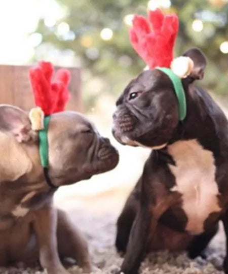    zippy-paws-serre-tete-chien-renne-noel