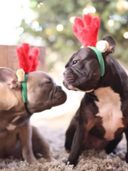     zippy-paws-serre-tete-chien-renne-noel